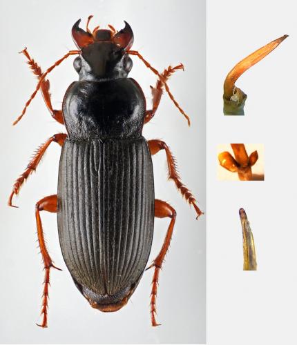 Pseudoophonus rufipes
