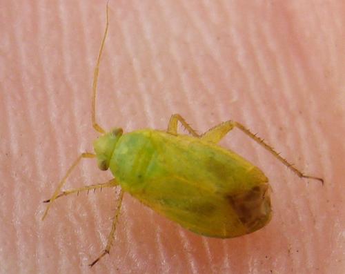 Megalocoleus tanaceti
