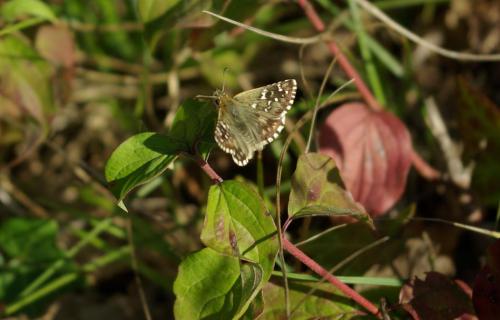 Pyrgus sp.