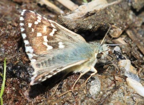Pyrgus sp.