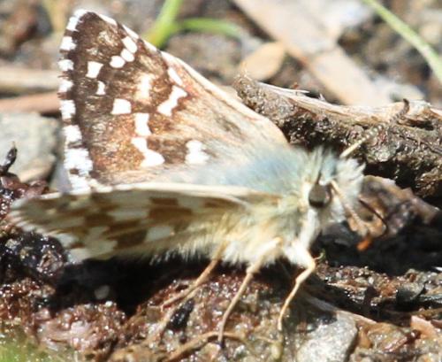 Pyrgus sp.