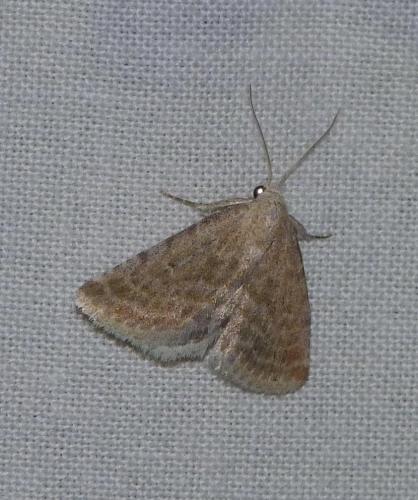 Rhypagla lacernaria