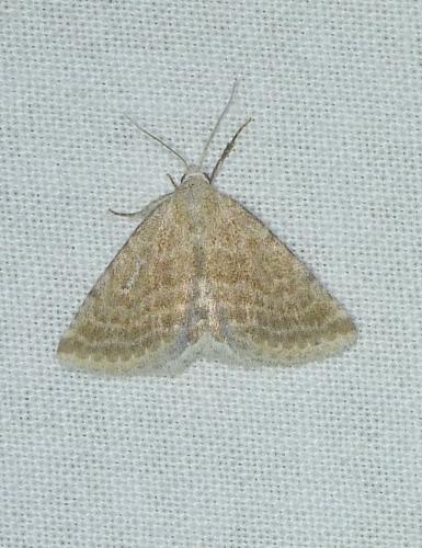 Rhypagla lacernaria