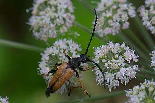 Stictoleptura rubra