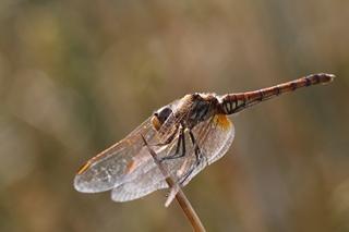 Trithemis annulata