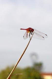 Trithemis annulata