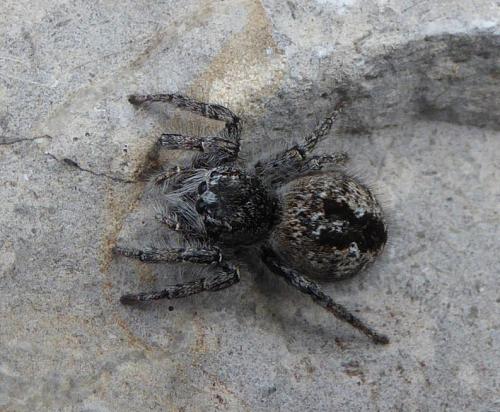Philaeus chrysops