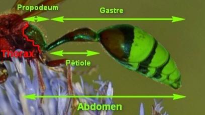 Réf. 147 903 : Delta unguiculatum