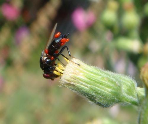 Réf. 147 131 : Physiphora alceae