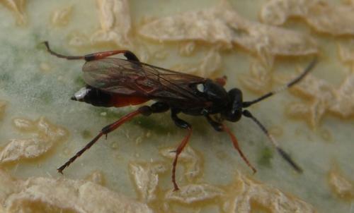 Réf. 147 142 : Ichneumon sp.
