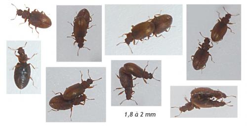 Enicmus histrio