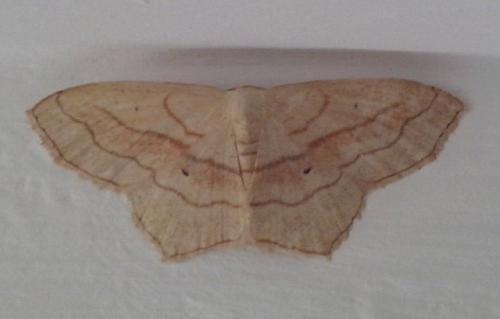 Réf. 147 124 : Scopula imitaria