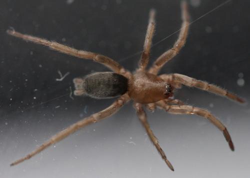Scotophaeus blackwalli
