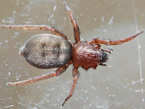 Scotophaeus validus