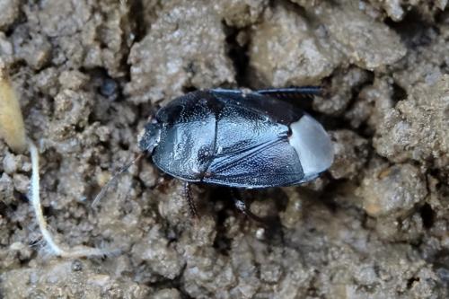 Réf. 147 264 : Sehirus sp.