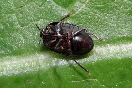 Réf. 147 265 : Sehirus sp.