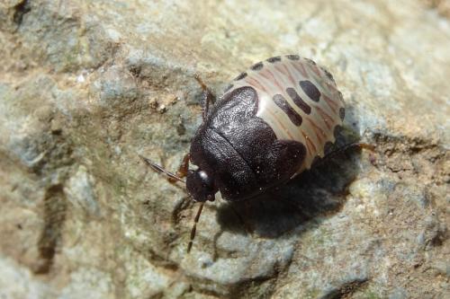 Réf. 147 262 : Sehirus sp.