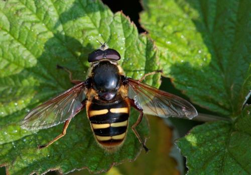 Sericomyia silentis