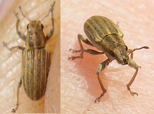 Sitona lineatus