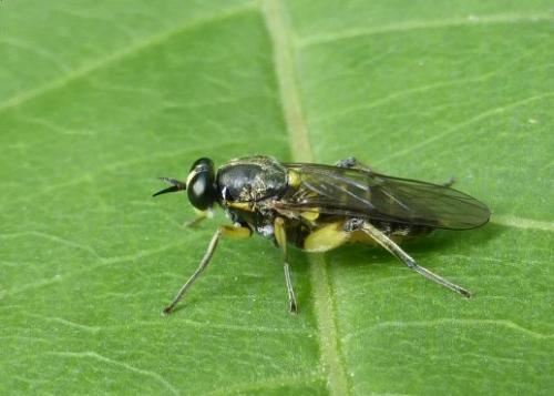 Réf. 147 607 : Solva marginata