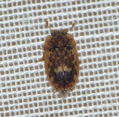 Réf. 147 540 : Soronia grisea