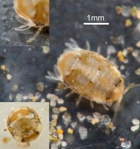 Sphaeroma serratum