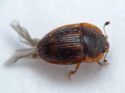 Stelidota geminata