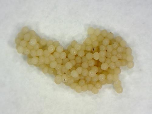 Galleria mellonella