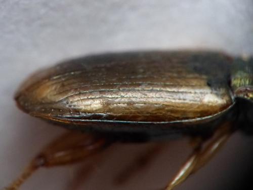 Pogonus pallidipennis