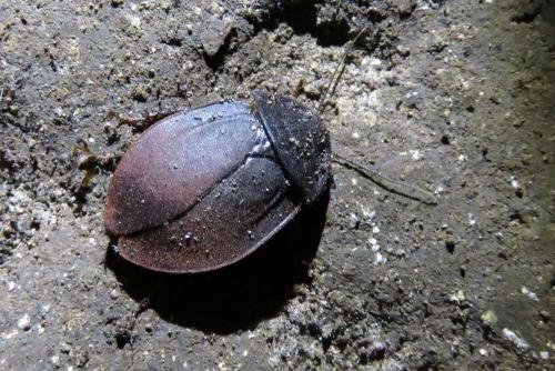 Ergaula sp.