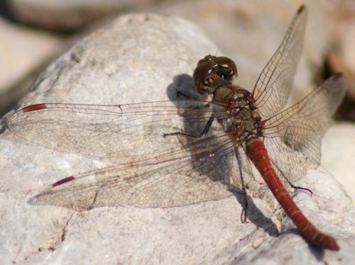 Sympetrum sp.