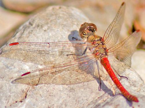 Sympetrum sp.