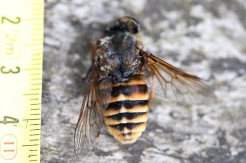 Réf. 147 696 : Tabanus sudeticus