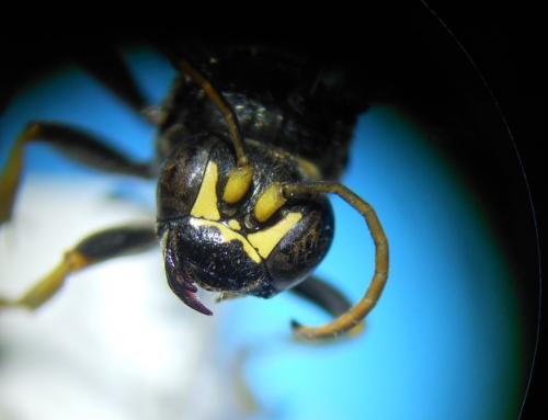 Gorytes planifrons