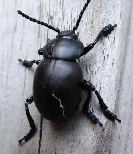Timarcha tenebricosa