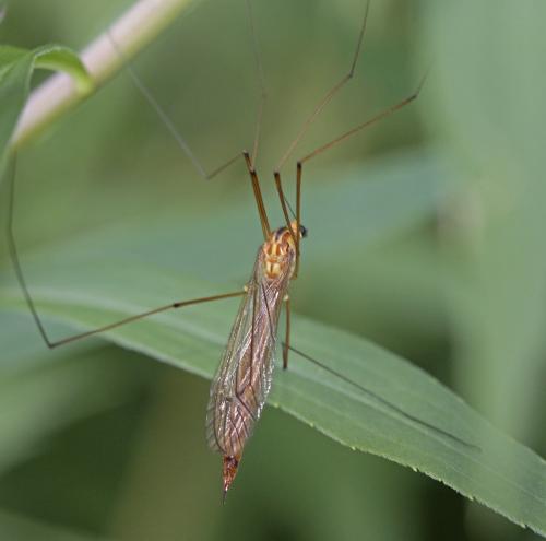 Réf. 147 889 : Nephrotoma scurra