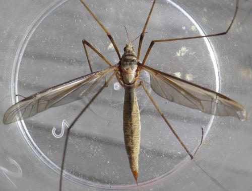 Réf. 147 939 : Tipula oleracea