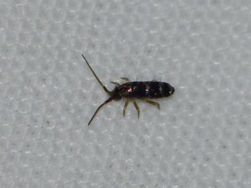 Réf. 147 542 : Tomocerus sp.