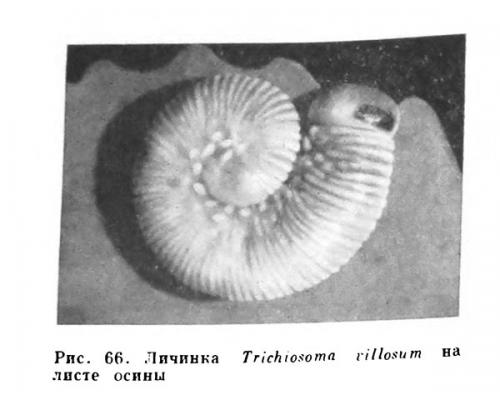 Trichiosoma villosum