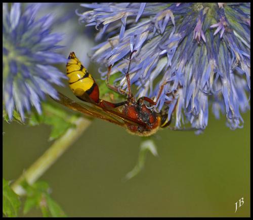 Réf. 147 809 : Delta unguiculatum