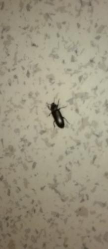 Tenebrio sp.