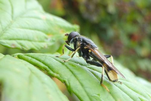 Réf. 147 876 : Xylota sylvarum