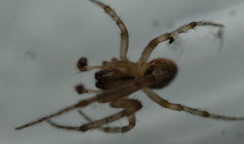 Zygiella x-notata