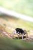 147258 – Photo : Sifoto – France (38)