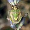 147078 – Photo : Vincent Derreumaux – France (84)