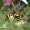 147951 – Photo : RUILLAT Christian – France (38)