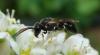 147671 – Photo : RUILLAT Christian – France (38)