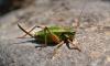 147450 – Photo : Andgelo Mombert – France (05)