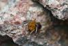 147752 – Photo : Arnaud Henrard – France (83)