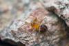 147751 – Photo : Arnaud Henrard – France (83)